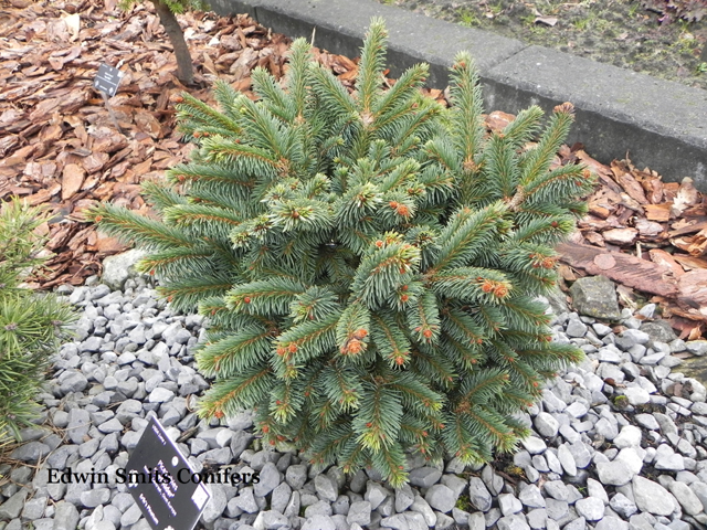 Picea abies 'Surfrider'